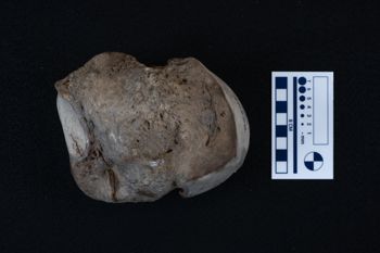 Media type: image;   Vertebrate Paleontology VPM-15735 Description: Photograph of an articular surface of a tarsal bone of MCZ VPM-15753, Mammuthus primigenius.;